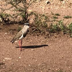 Crown Lap Wing (Plover)
