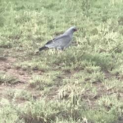 Eastern Chanting GosHawk