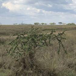 Grassland Pippet