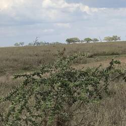 Grassland Pippet