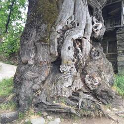 Ancient tree