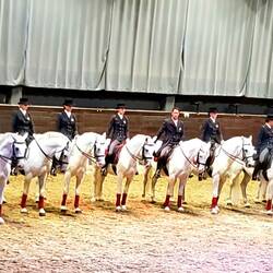 The royal Lipizzan horses.