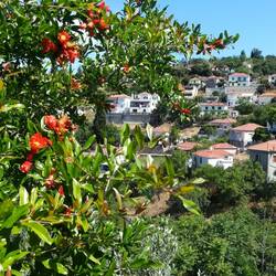 Granatapfelblüten in Trikeri