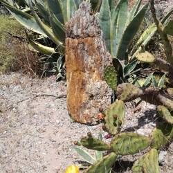 Steinbaum und Kaktusblüte