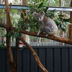 Koala Hospital