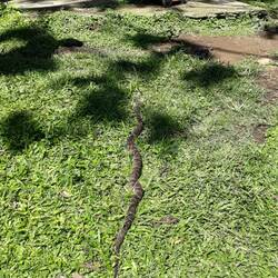 Ca. 1,20m lang und nicht mehr gefährlich... 🐍😱