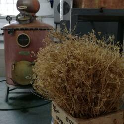 Anis ist Ouzos wichtigste Zutat