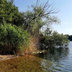 One of my favorite lakes - The "Baggersee Büchenau"!
