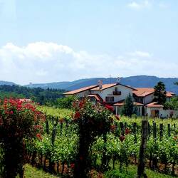 Lisjak Vineyards