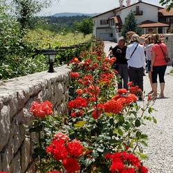 These Rose's at the vineyard are an example of the beautiful roses we've seen everywhere in Slovenia.