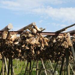 Village de Å : on a retrouvé les têtes de poissons séchés !