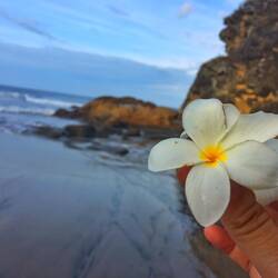 Meine geliebte Frangipani - Nicaraguas Nationalblume
