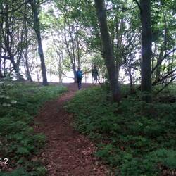 Waldweg oberhalb des Kliffs
