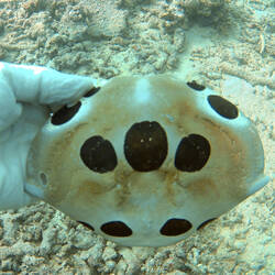 Large crab shell