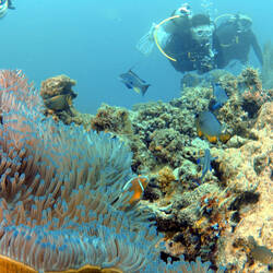 Fish around sea anenome