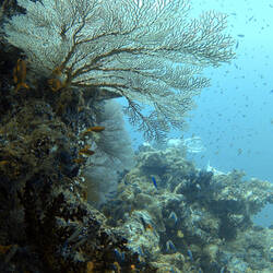 Gorgonian coral
