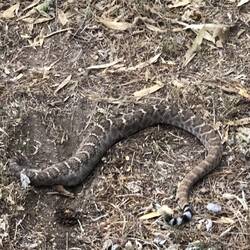 Rattlesnake warnt mich- zum Dank wird sie von Chappy erschossen.