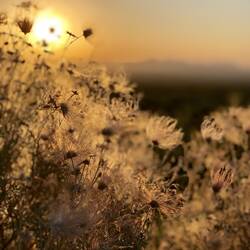 Sunset an den Organ Mountains