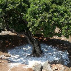 Mastix-Baum mit Kalkteller