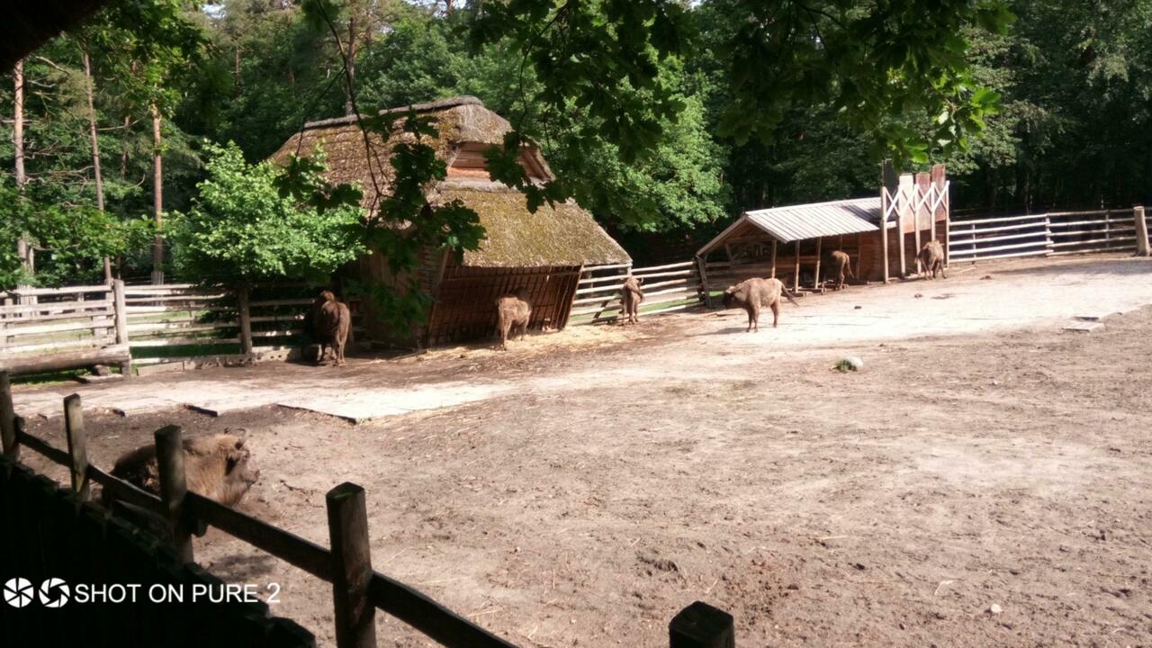Echte Zubr /Wisente im NP Wolin