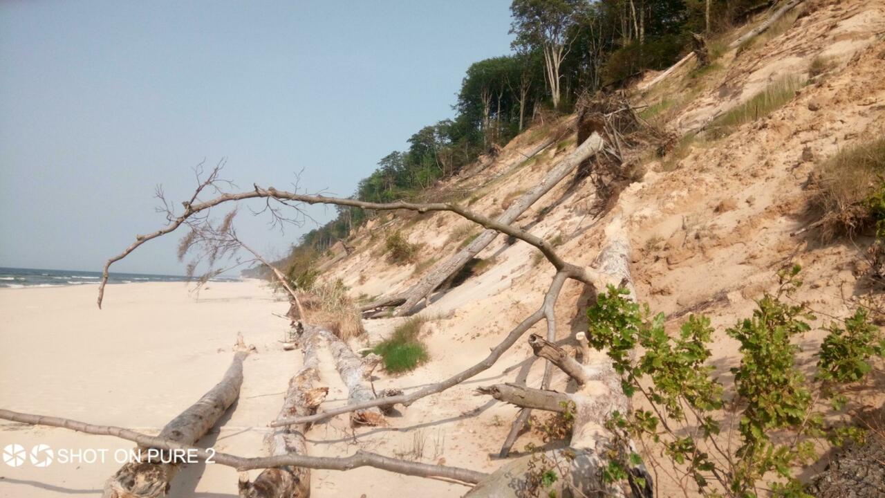 Ein Baum an der Steilküste hat's nicht leicht