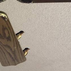 Schwalben im Wohnzimmer, mal sehen, wann und wie sie hier rauskommen.