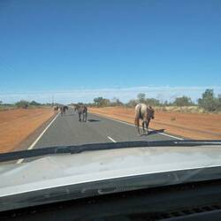 Horses! I finally see them!