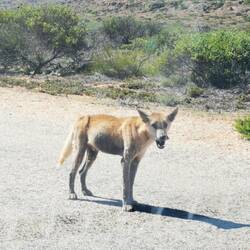Wilder Dingo auf der Straße