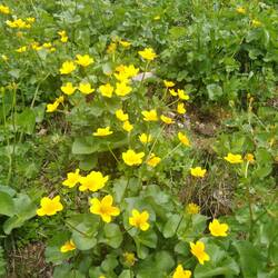 Über Blumenwiesen ging es bergauf