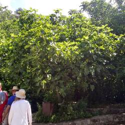 Fig Tree