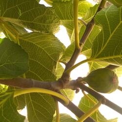 A growing Fig fruit