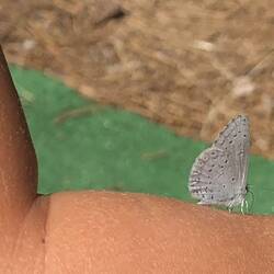 Butterfly that landed on my nieces arm