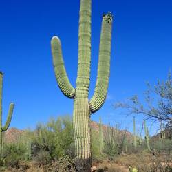 Another Saguaro