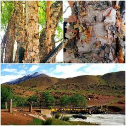 Interesting bridge repairs/paperback trees