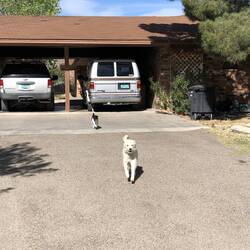 Hier stehen unsere beiden schönen amerikanischen Autos noch.