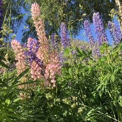 Lupins