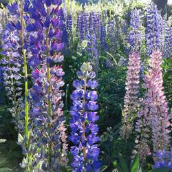 On ne s'en lasse pas