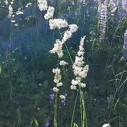 Le pollen, ça existe !