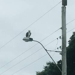 Not sure what type of bird this is but its big