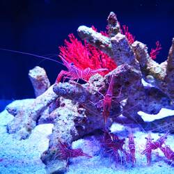 Im Aquarium
