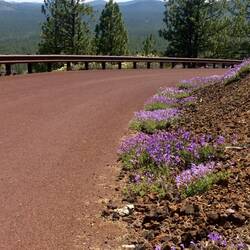 A scary drive! Wild flowers survive with only 18" of annual rainfall!