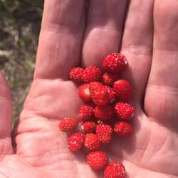 Wilde Erdbeeren! Großartig.