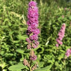Unsere neue Liebe. Ca. Hüfthoch, flauschige Rosa Blüten, intensiver pfirsichduft. Douglas Spiraea ❤️