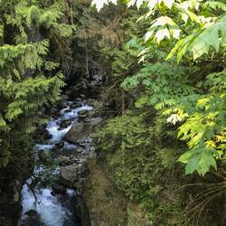Abenspaziergang. Blick von der Pipeline Bridge auf Seymour River