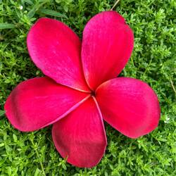 TiMis gemeinsame Lieblingsblume: Frangipani