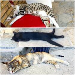 Uzbek cats know how to cope with the he heat