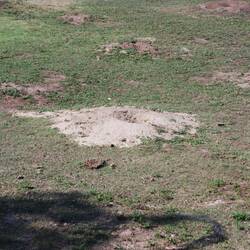 Prairie dog burrow.