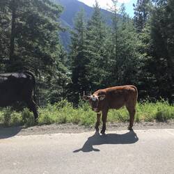 Kuhfamilie am Wegesrand
