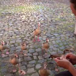 Gänse sind lustige Tiere