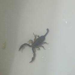 Ein Skorpion in unserem Waschbecken